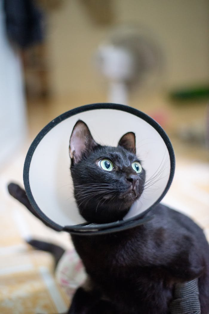 impact-img black-cat-wearing-a-cone-indoors-33916112