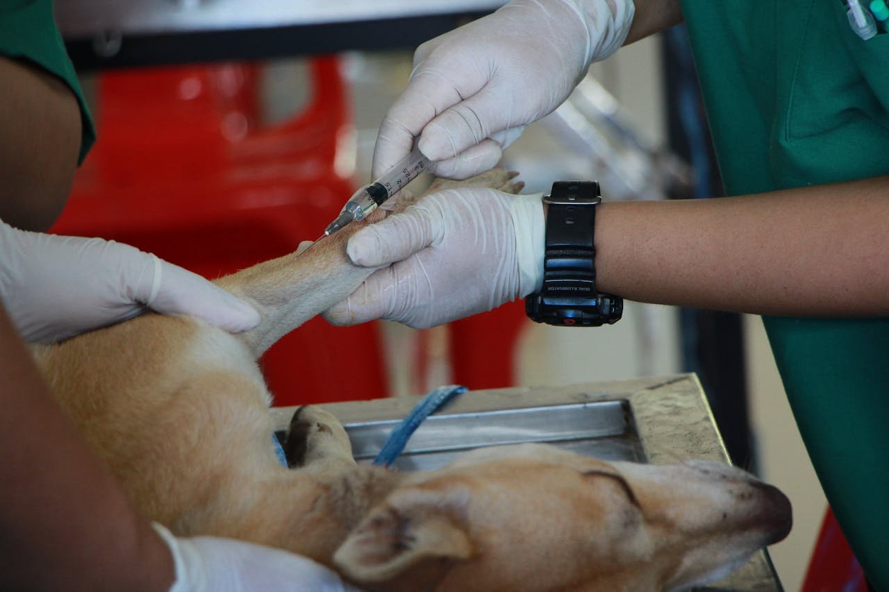 hero-services Close-up of a veterinarian injecting a dog with care in a clinic setting.